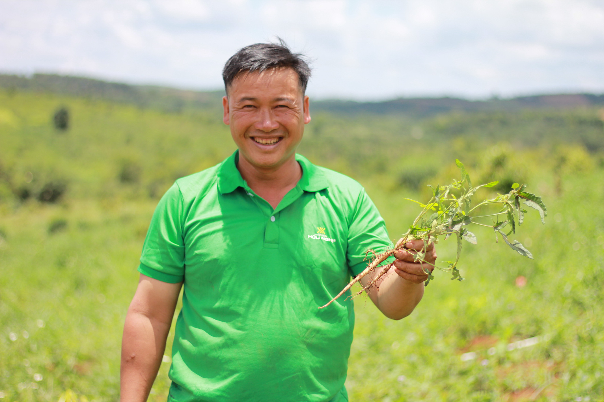 Cách trồng Khoai Lang lấy củ to ngon BỰ chà bá trên đất  Faoorgvn