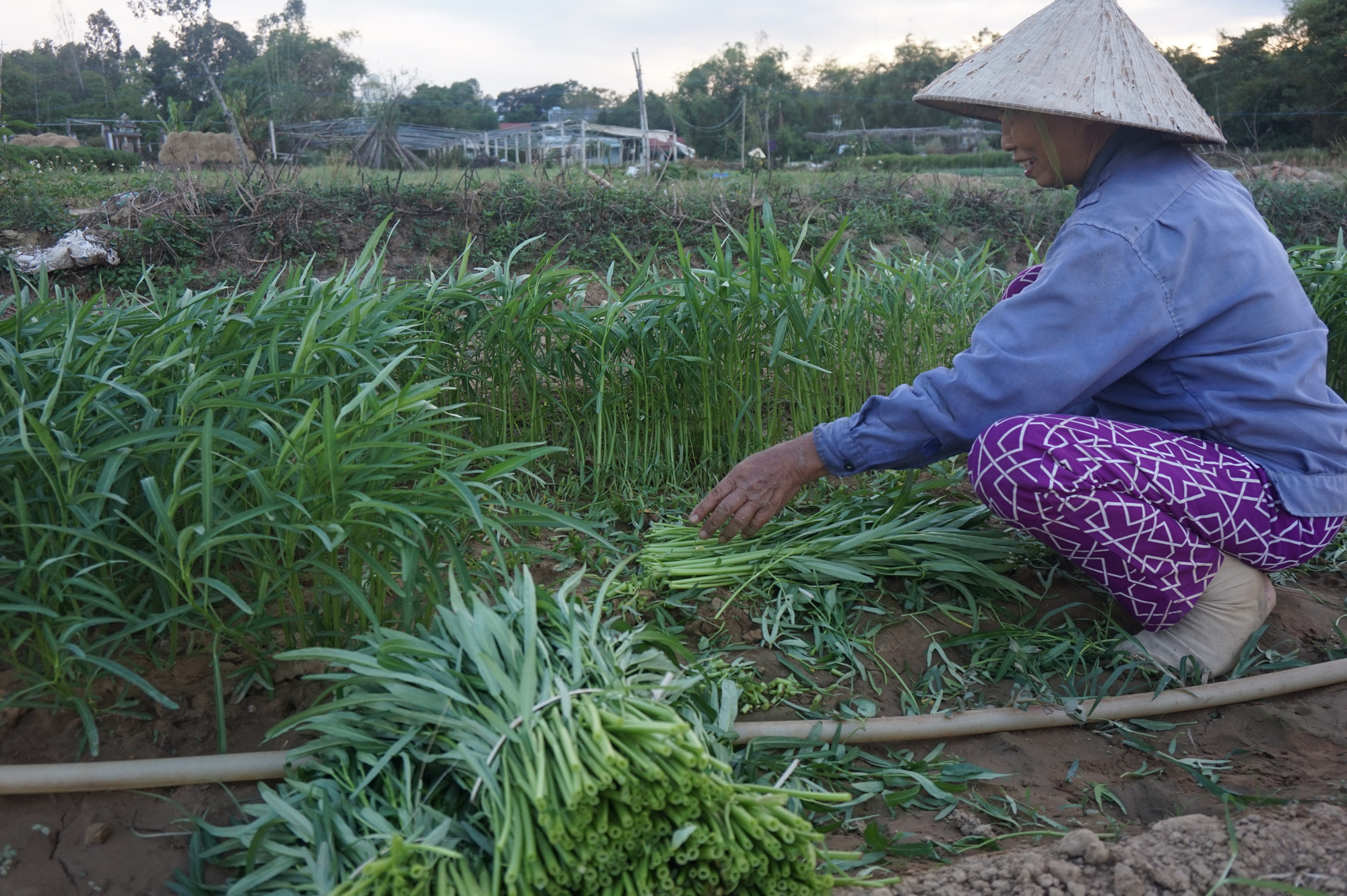 Đà Nẵng: Nông dân “khóc ròng” vì rau xanh mười nghìn ba bó không ai mua - Ảnh 1.