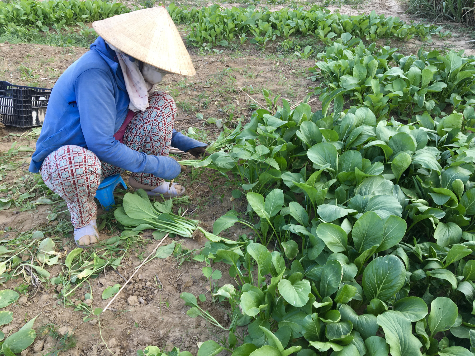 Đà Nẵng: Nông dân “khóc ròng” vì rau xanh mười nghìn ba bó không ai mua - Ảnh 4.