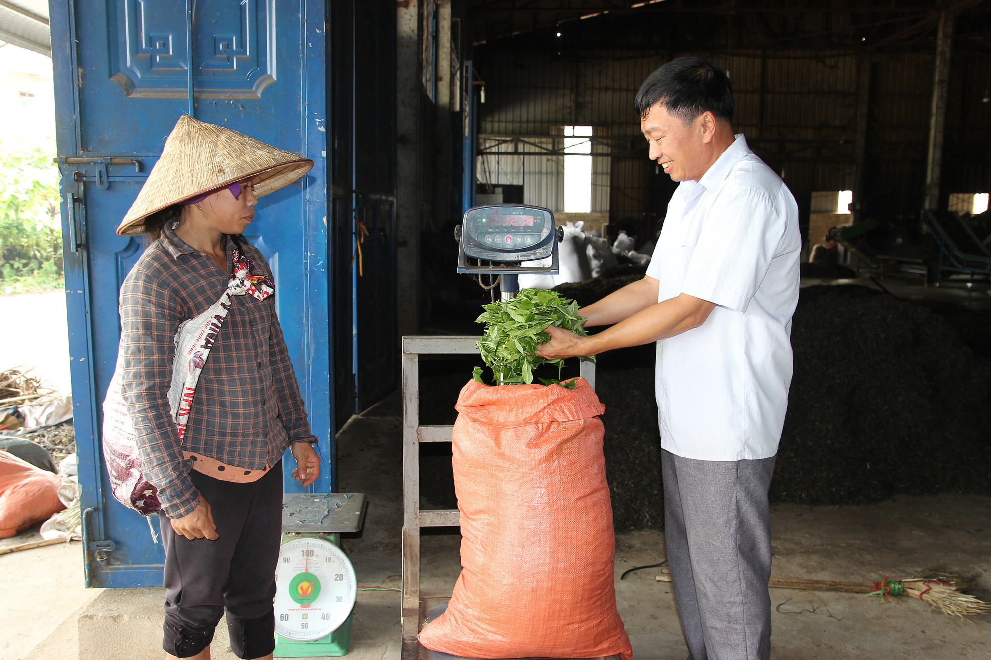 Hà Giang: “Tuấn Băng trà” – sản phẩm OCOP 4 sao của vùng cao huyện Xín Mần - Ảnh 3.