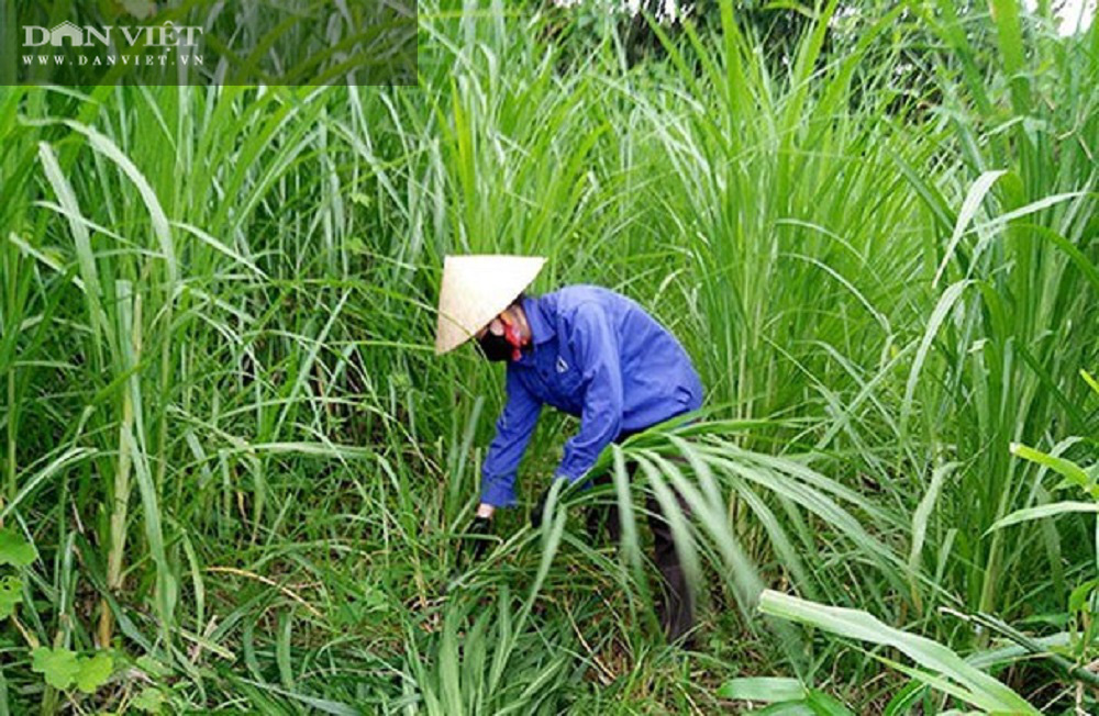 Biến bò cỏ gầy còm thành lực sĩ kiểu tự cung tự cấp, chẳng mấy chốc anh nông dân thành đại gia - Ảnh 2.