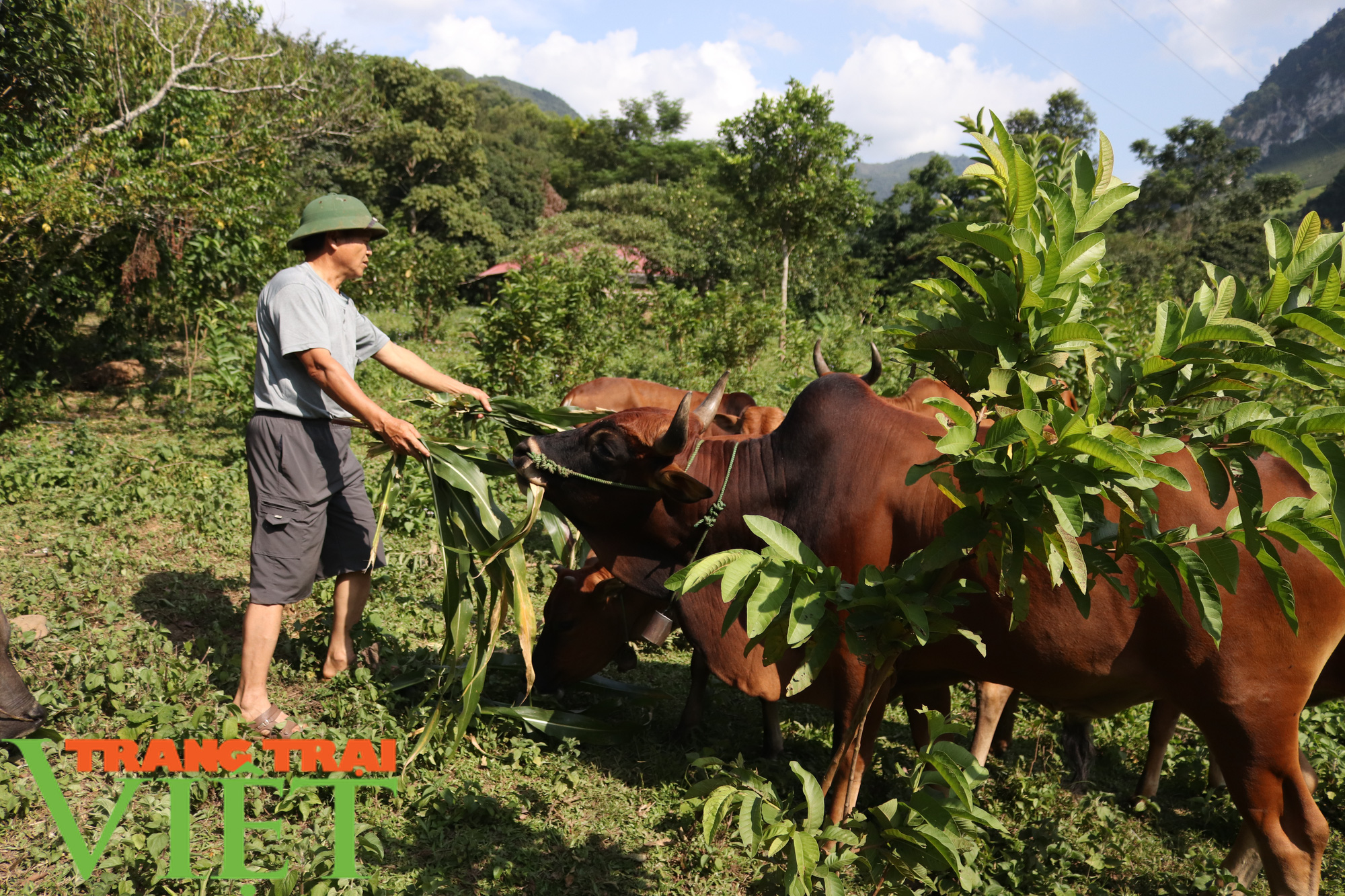 Đổi thay từ những “nương vườn chết” - Ảnh 6.