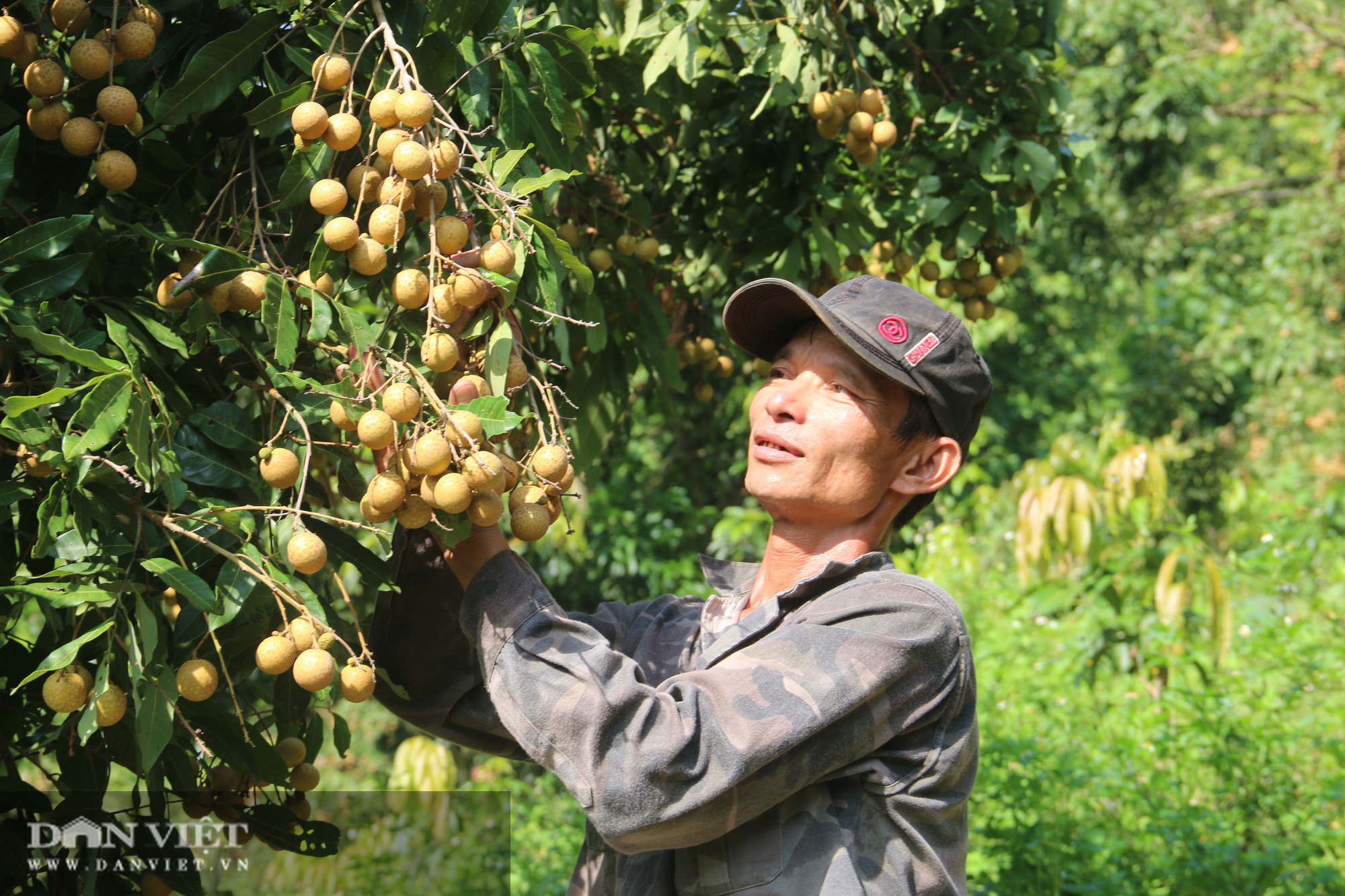 Vựa hoa quả Sơn La sẵn sàng cung ứng hàng cho nhà máy chế biến - Ảnh 4.