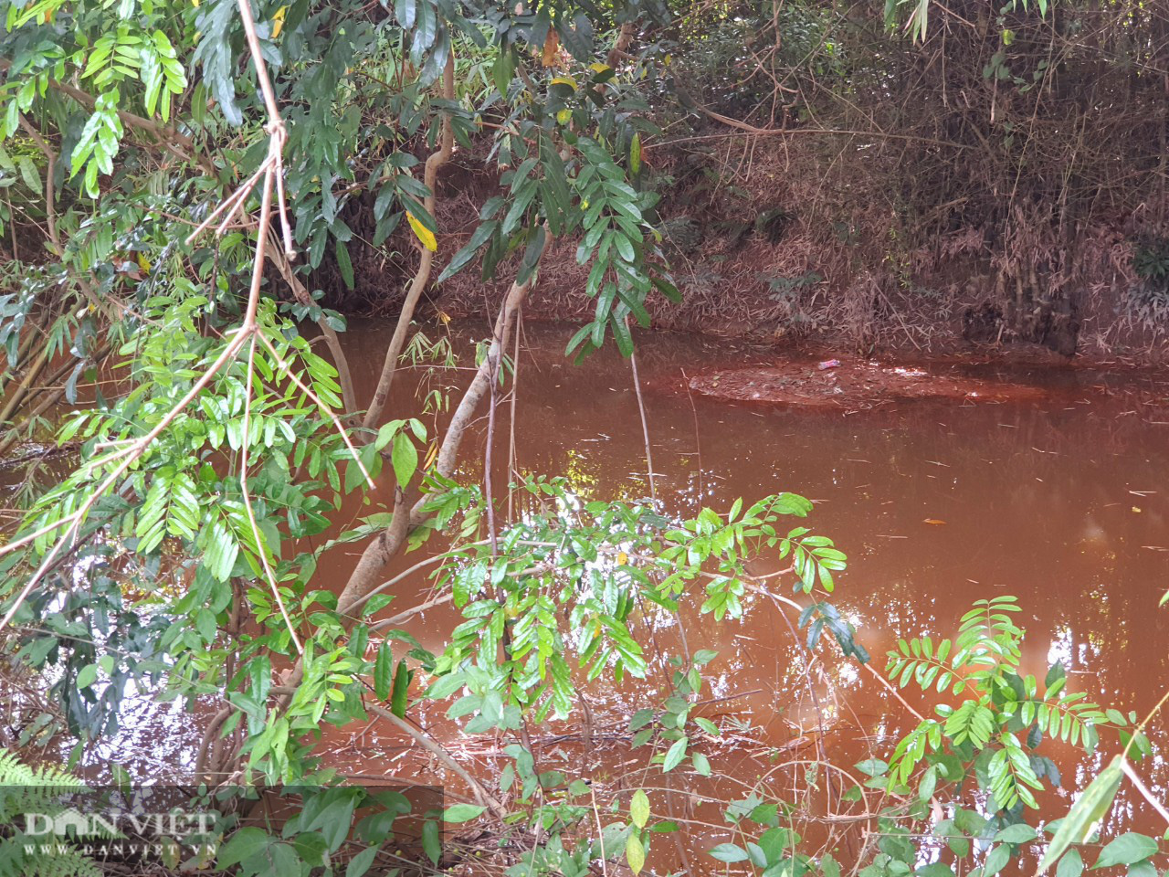 Thái Nguyên: Chết hàng chục tấn cá nghi do ao bị nhiễm nguồn nước độc lạ - Ảnh 3.