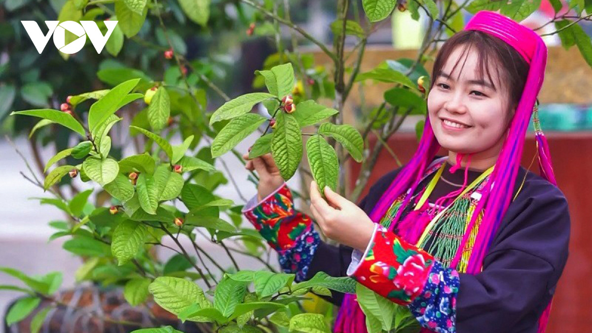 Trà hoa vàng sản phẩm nông nghiệp chất lượng cao của đồng bào Ba Chẽ - Ảnh 2. Trà hoa vàng sản phẩm nông nghiệp chất lượng cao của đồng bào Ba Chẽ - Ảnh 2.