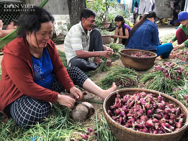 Quảng Ngãi:
Thắp điện sáng rực như phố cho cánh đồng &quot;vàng tím&quot; để chống sâu bướm gây hại
 - Ảnh 10.