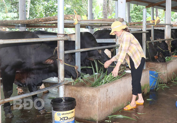 Bình Định: Làm chung 1 nghề nuôi vỗ béo những con bò to lớn, cả làng này ngày càng thịnh vượng - Ảnh 1.