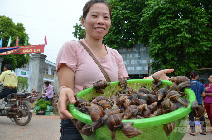 Vì sao loài ốc có bộ râu dài nhiều người phát khiếp, ở đây lại thành đặc sản &quot;tốn rượu&quot;, bán đắt hàng? - Ảnh 1.