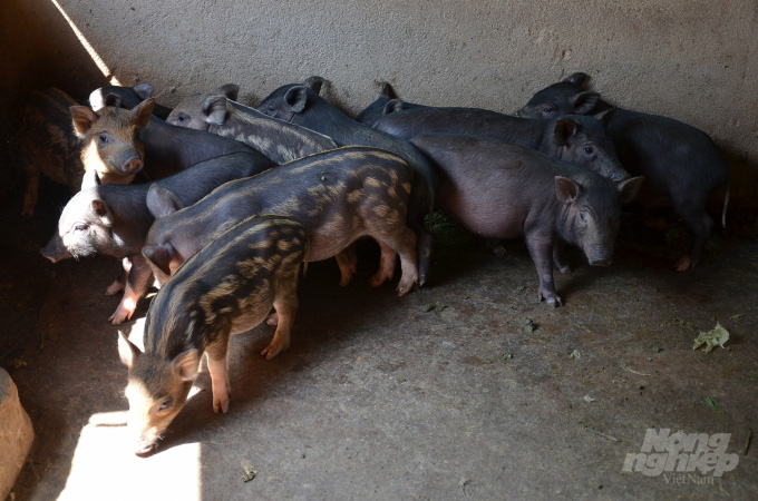 Lợn đen Mường Pa 'đi ủng' màu trắng ở huyện Mai Châu - Ảnh 2.