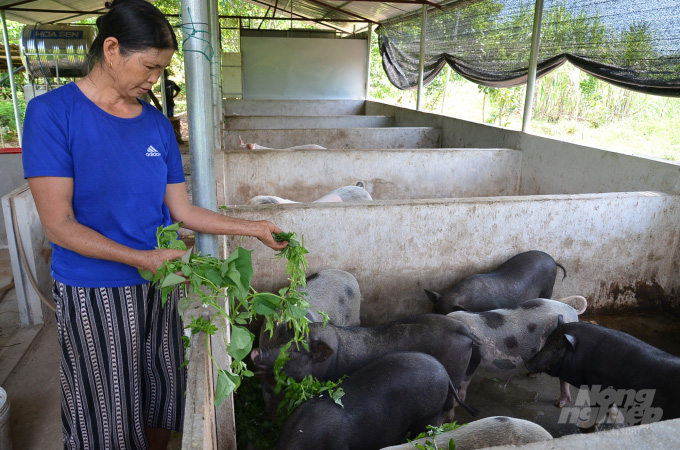 Lợn đen Mường Pa 'đi ủng' màu trắng ở huyện Mai Châu - Ảnh 4.