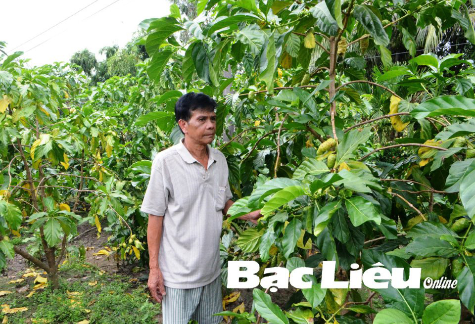 Bạc Liêu: Trồng cây dại cứ đồn thổi như là thuốc quý, hết &quot;cơn sốt hầm hập&quot; dân lại buồn như trấu cắn - Ảnh 1.