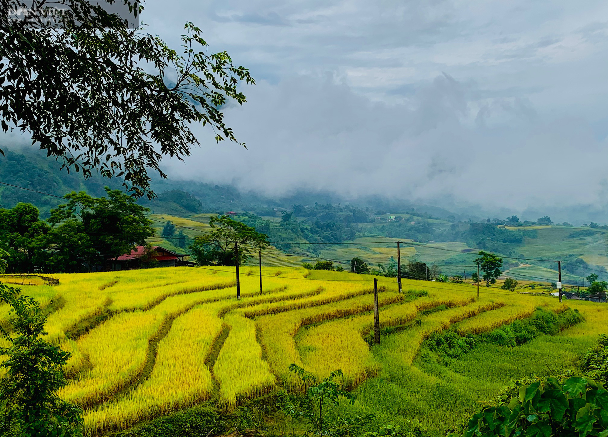 Mùa vàng nơi biên giới - Ảnh 4.