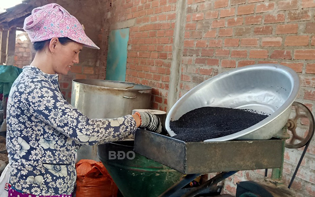 Bình Định: Trồng loài cây ra hạt bé tí đen sì, 2 tháng trước lo ngay ngáy, nay dân thở phào nhẹ nhõm - Ảnh 1.