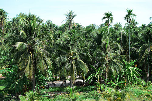 Bình Thuận: Cả làng sống khoẻ re nhờ trồng dừa cho trái quanh năm - Ảnh 1.