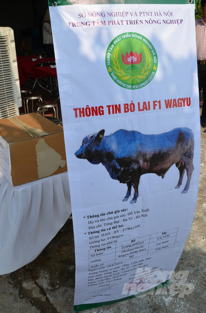 Lần đầu mổ bò Nhật giá tiền triệu ở Hà Nội: Ai cũng hồi hộp - Ảnh 2.