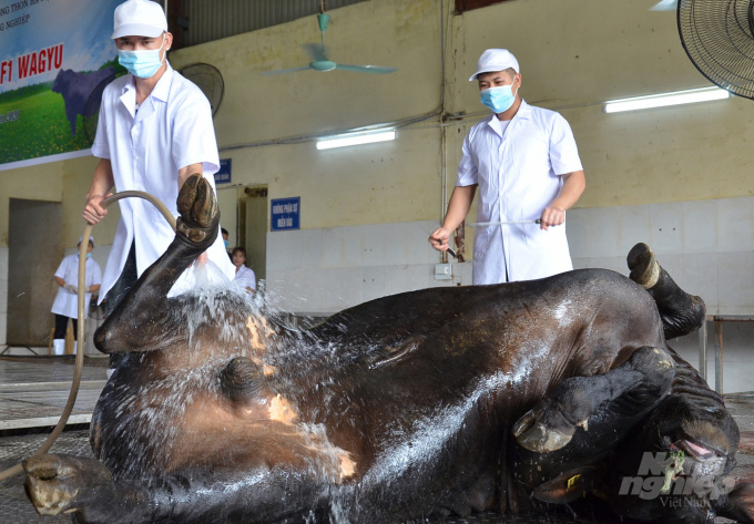 Lần đầu mổ bò Nhật giá tiền triệu ở Hà Nội: Ai cũng hồi hộp - Ảnh 3.