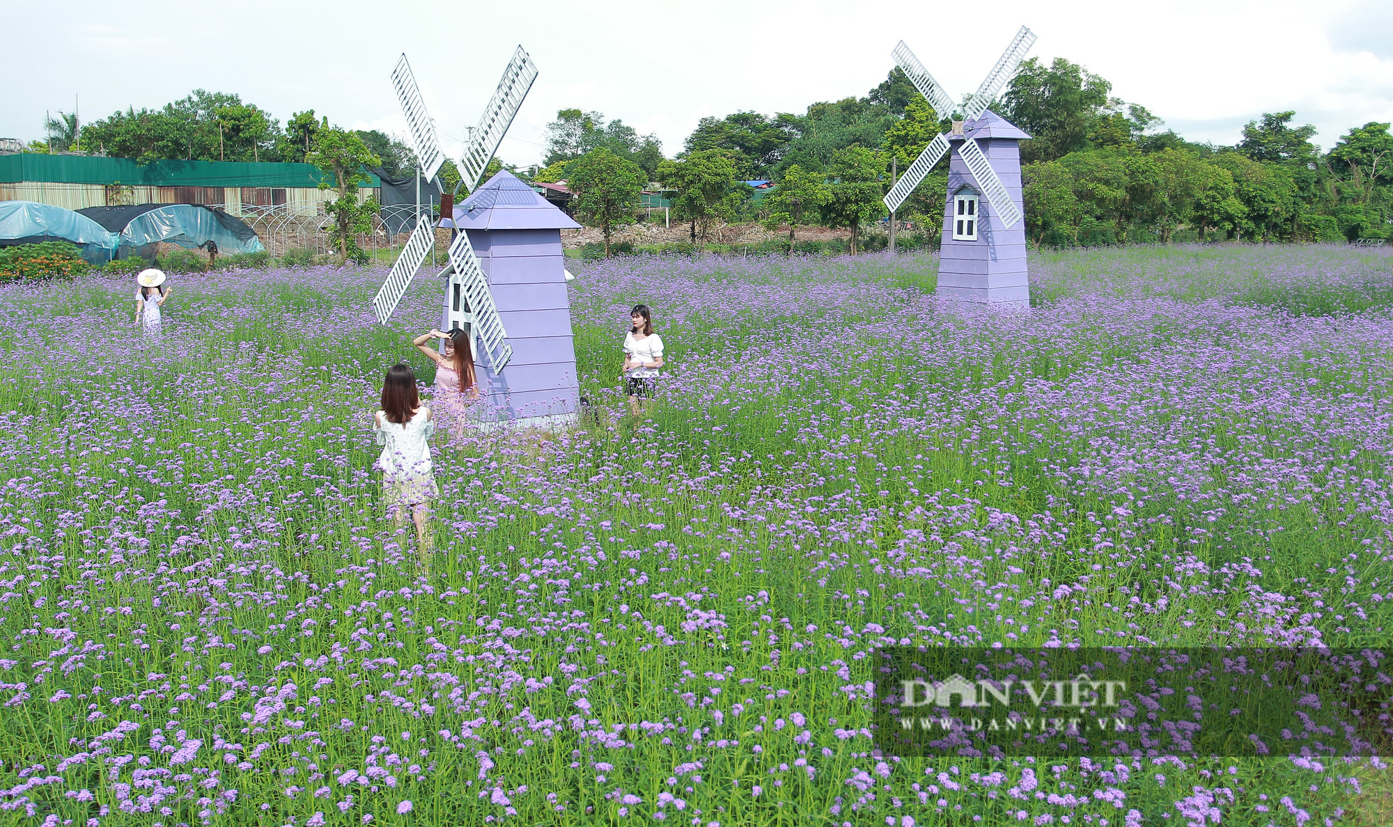Có một cánh đồng hoa oải hương thảo đẹp ngất ngây ở Hà Nội - Ảnh 1.