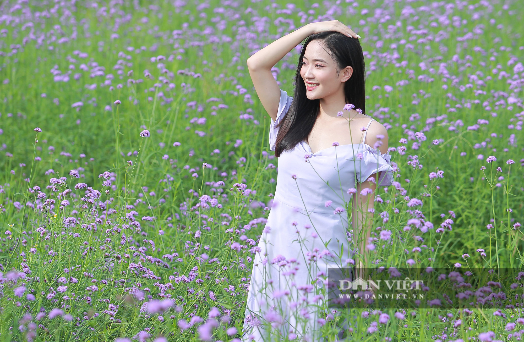 Có một cánh đồng hoa oải hương thảo đẹp ngất ngây ở Hà Nội - Ảnh 2.