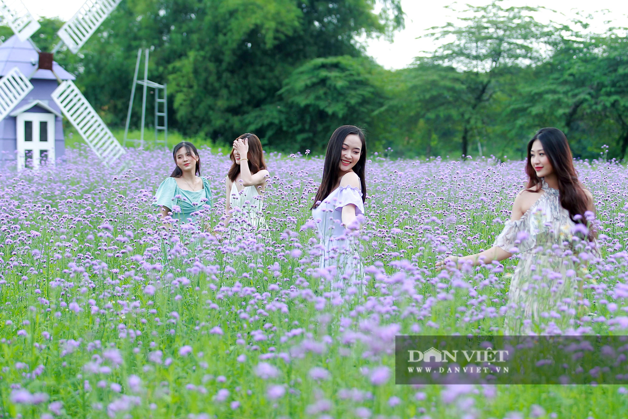 Có một cánh đồng hoa oải hương thảo đẹp ngất ngây ở Hà Nội - Ảnh 5.