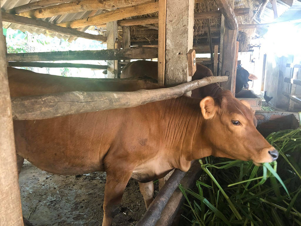 Săn tìm bò &quot;gầy gò&quot;, nông dân “biến” thành bò thịt nặng ký chất lượng cao - Ảnh 6.