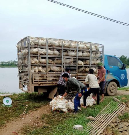 Giá gia cầm hôm nay 21/9: Giá gà trắng phía Nam rớt thảm, thương lái cũng mất hút - Ảnh 2.