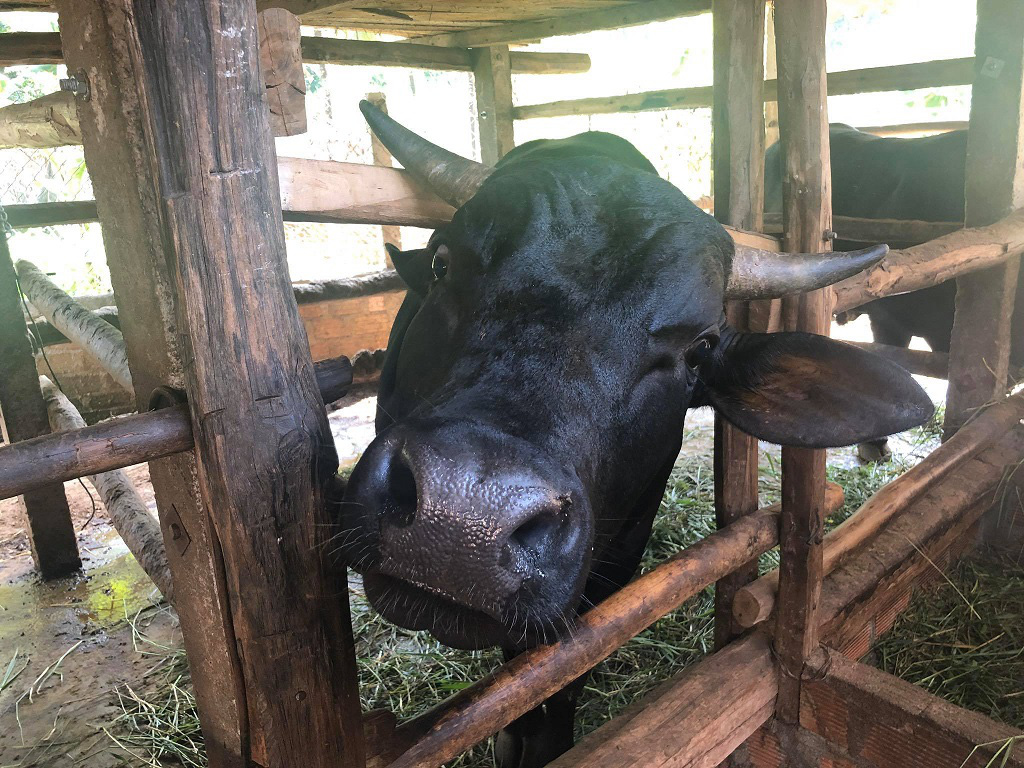 Săn tìm bò &quot;gầy gò&quot;, nông dân “biến” thành bò thịt nặng ký chất lượng cao - Ảnh 3.