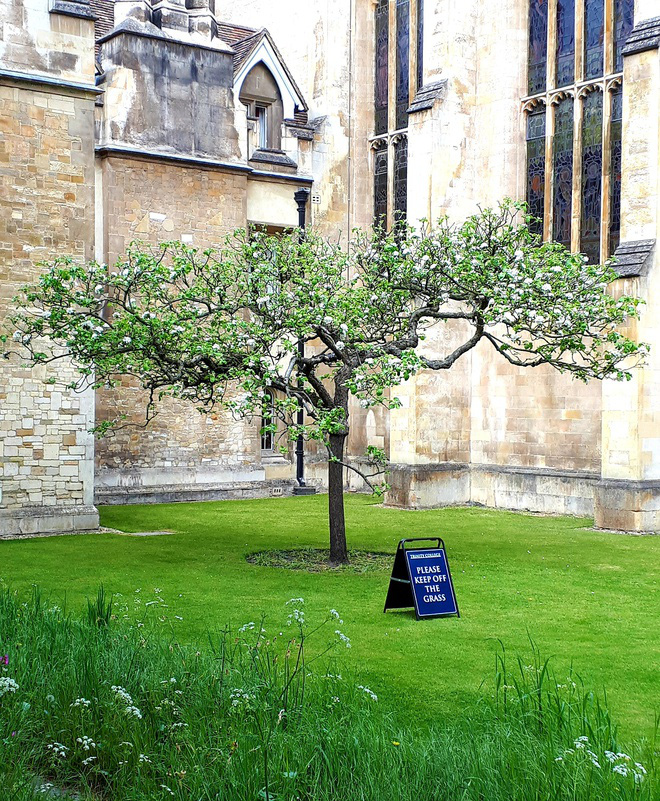 Cây táo của Newton vẫn ra quả dù đã 400 tuổi - Ảnh 5.
