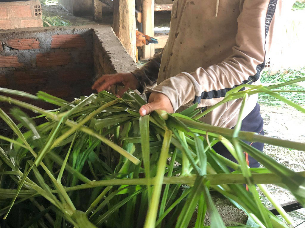 Săn tìm bò &quot;gầy gò&quot;, nông dân “biến” thành bò thịt nặng ký chất lượng cao - Ảnh 7.