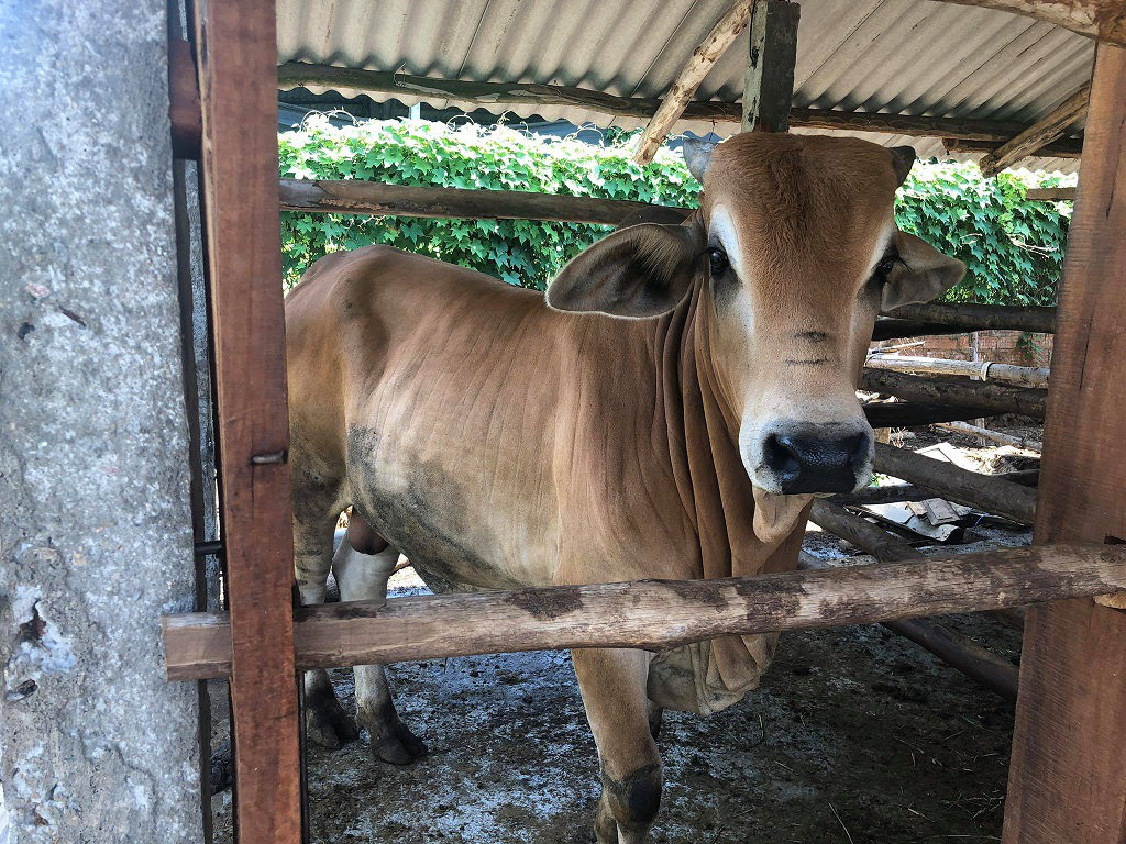 Săn tìm bò &quot;gầy gò&quot;, nông dân “biến” thành bò thịt nặng ký chất lượng cao - Ảnh 10.