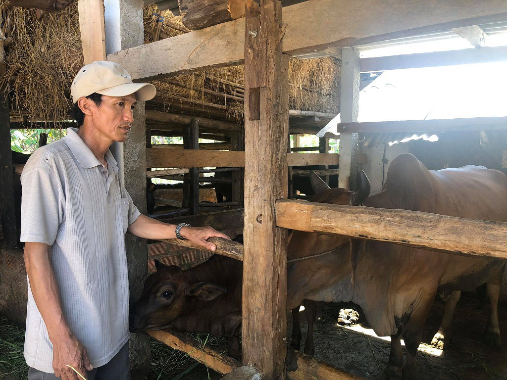 Săn tìm bò &quot;gầy gò&quot;, nông dân “biến” thành bò thịt nặng ký chất lượng cao - Ảnh 4.