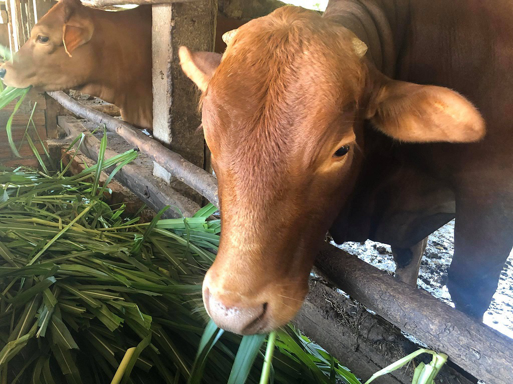 Săn tìm bò &quot;gầy gò&quot;, nông dân “biến” thành bò thịt nặng ký chất lượng cao - Ảnh 12.