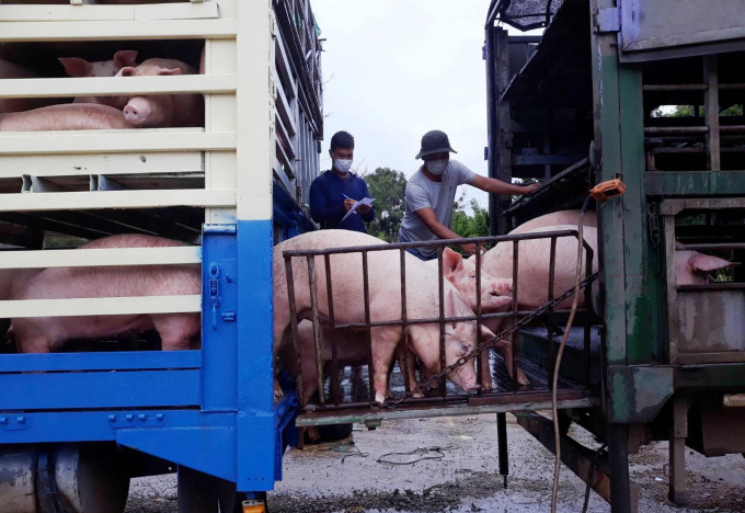 Nhập khẩu thịt lợn và lợn sống năm nay có thể tăng 60% - Ảnh 1.