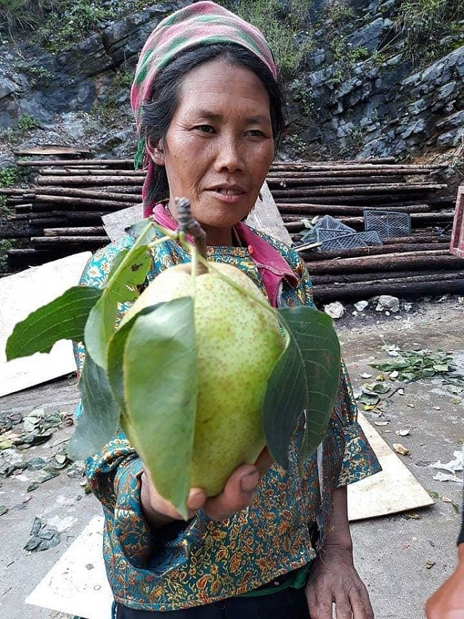 Hà Giang: Loại quả đặc sản mát lịm tim, ngọt như đường, giá đắt vẫn đánh dạt hàng Trung Quốc - Ảnh 1.