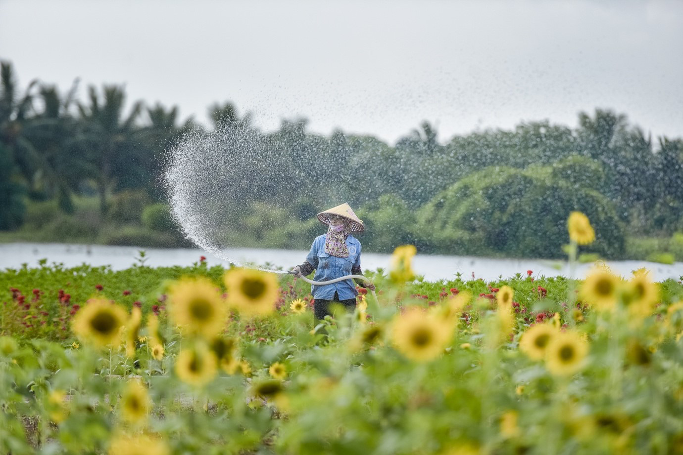 Đồi hoa mặt trời Ecopark khoe sắc đón thu sang - Ảnh 5.