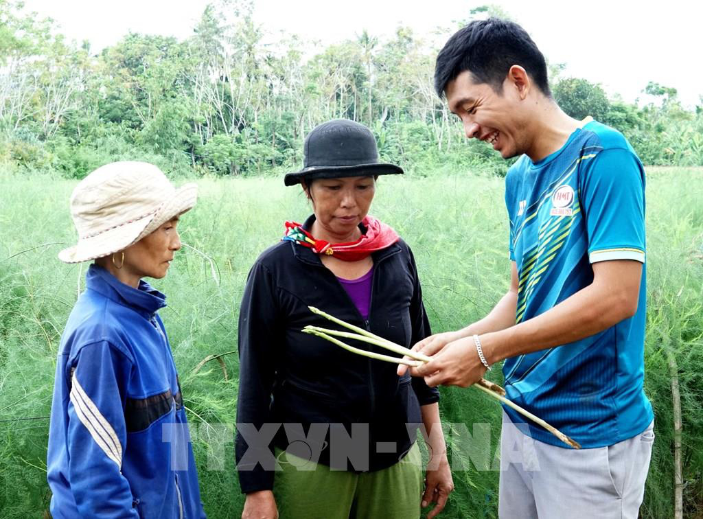 9X khởi nghiệp thành công nhờ trồng măng tây hữu cơ - Ảnh 1.