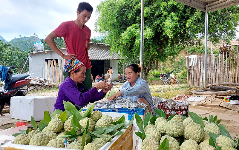 Tuyên Quang: Vùng đất dân đổi đời nhờ trồng cây na thấp tè mà ra toàn quả to bự - Ảnh 2.