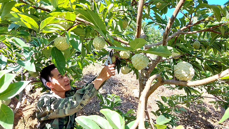 Tuyên Quang: Vùng đất dân đổi đời nhờ trồng cây na thấp tè mà ra toàn quả to bự - Ảnh 3.