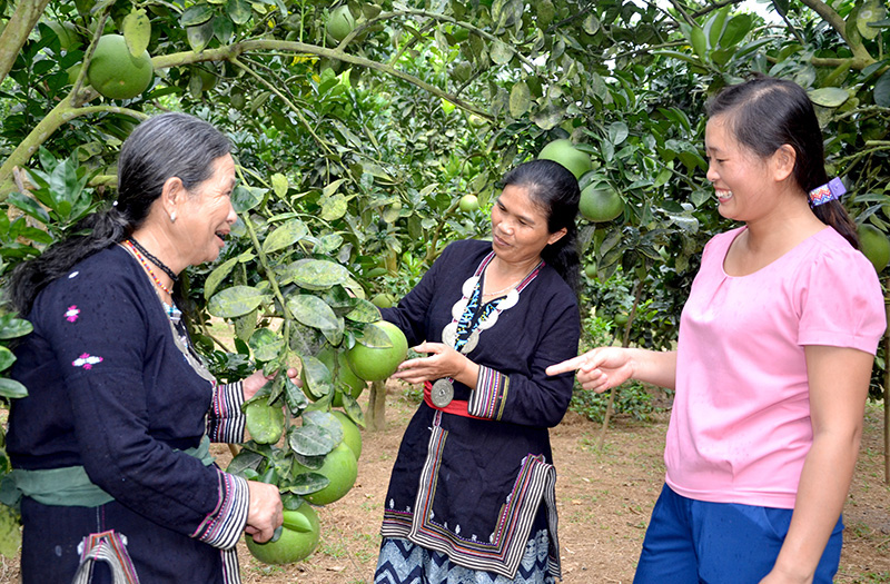 Tuyên Quang: Vùng đất dân đổi đời nhờ trồng cây na thấp tè mà ra toàn quả to bự - Ảnh 6.