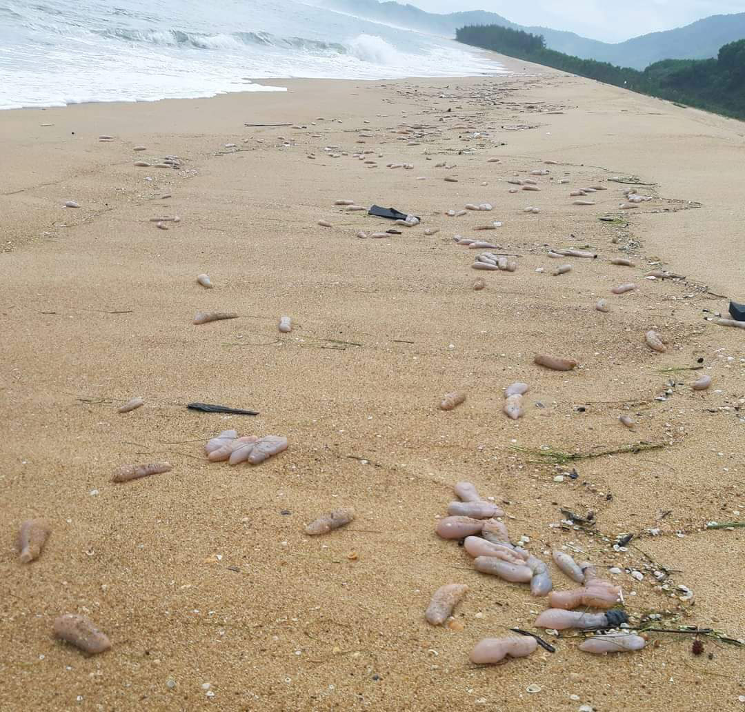 Loài sinh vật trôi dạt nằm la liệt ở bờ biển tỉnh Thừa Thiên Huế là loài gì mà dân đổ xô đi nhặt? - Ảnh 1.