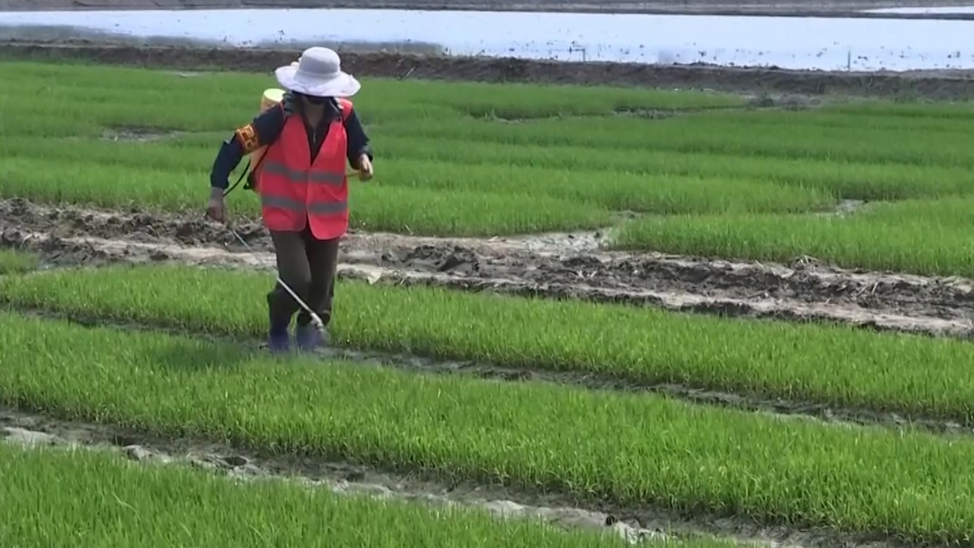 Làm không đủ ăn, nông dân Trung Quốc kẻ rời làng, người đi...bán bảo hiểm - Ảnh 1.