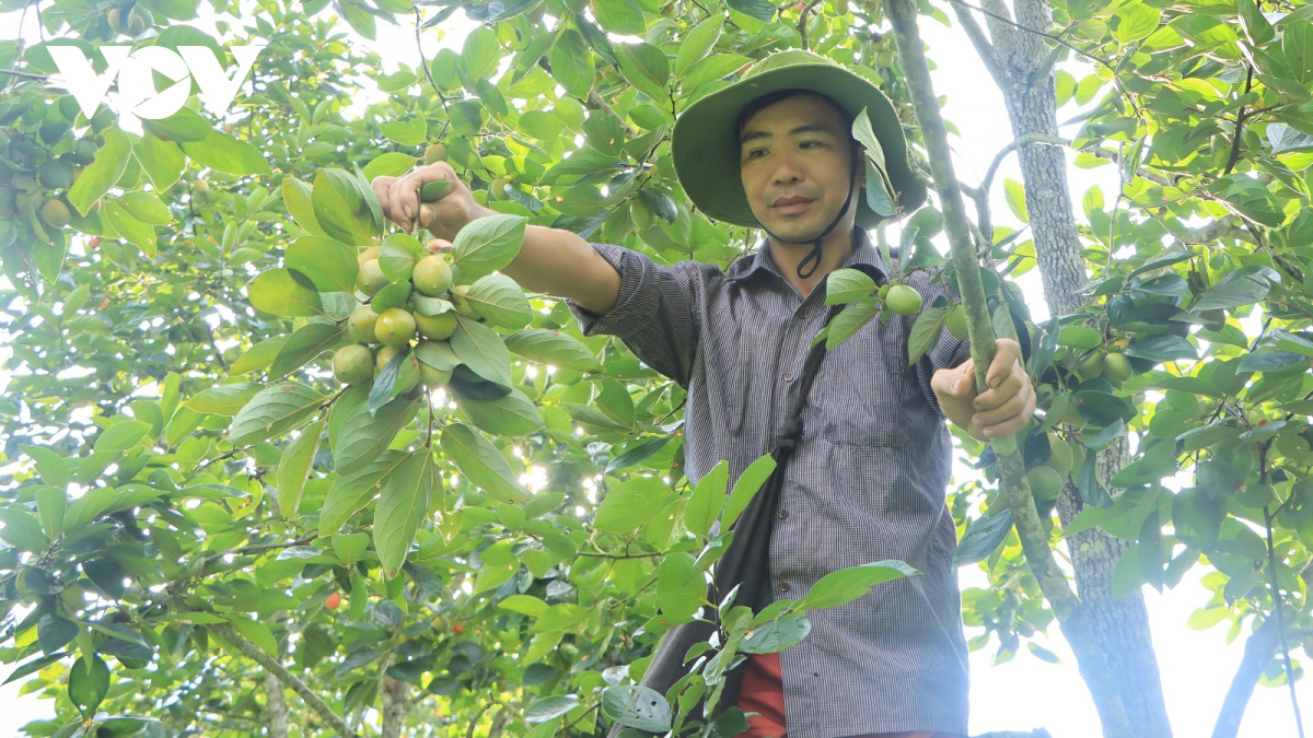 Hồng không hạt Bắc Kạn: Từ món quà quê thành thương hiệu - Ảnh 1.