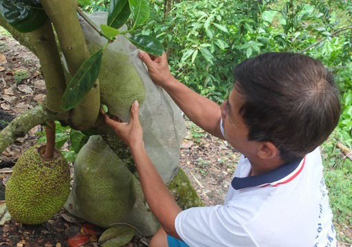 Đồng Tháp: Đáng quan ngại, giá mít Thái tăng thì lại nổi lên nạn trộm mít...vặt - Ảnh 1.