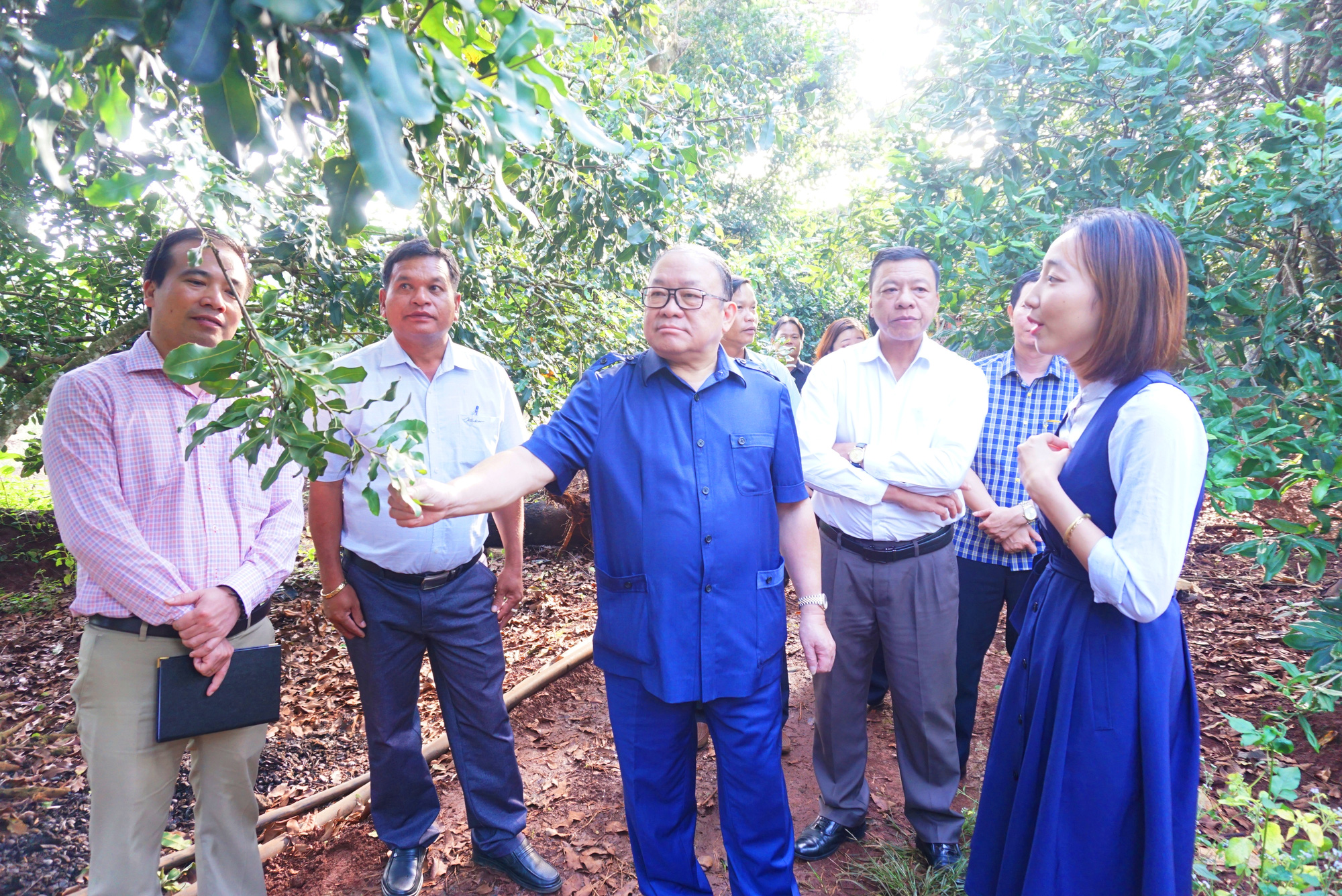 Chủ tịch Hội NDVN Thào Xuân Sùng tham quan mô hình liên kết, thu mua mắc ca tại Đăk Lăk  - Ảnh 1.