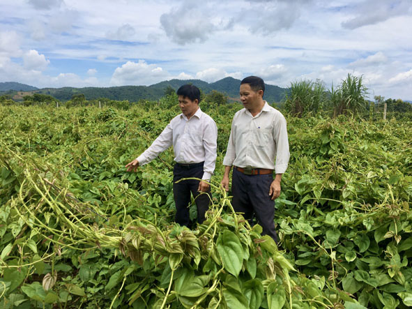 Đắk Lắk: Dân ở đây trồng cây thuốc ra củ rõ dài, mỗi sào đào 8 tấn - Ảnh 1.