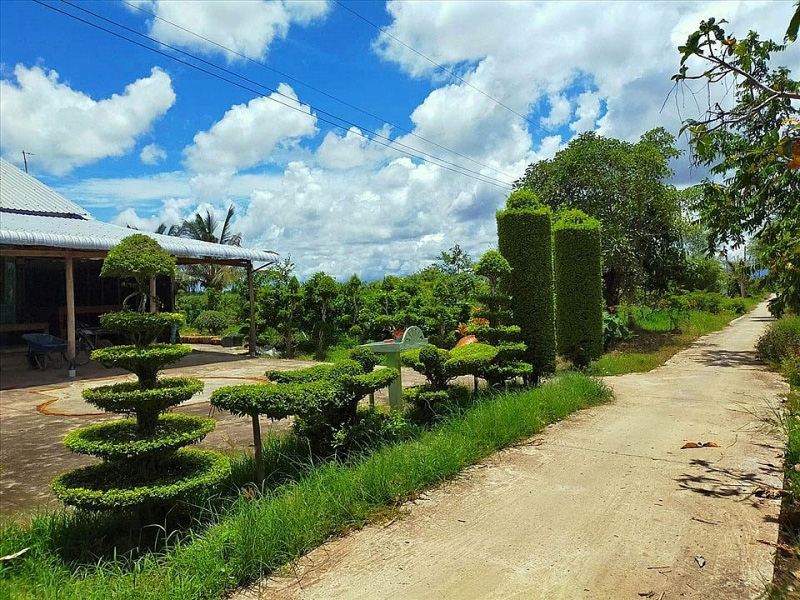 Kiên Giang: Chiêm ngưỡng ngôi nhà quê với hàng rào độc khiến thị dân chỉ biết ước - Ảnh 9.