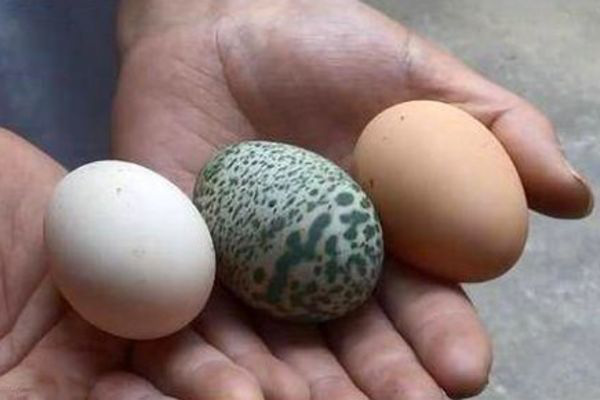 Chỉ cho ăn ngô và rau bình thường, con gà mái này lại đẻ trứng màu xanh lá cây có đốm kỳ lạ - Ảnh 1.