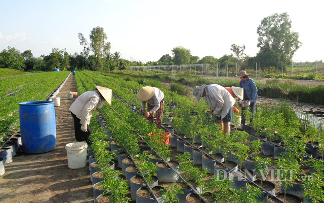 Xuất khẩu 10 tấn ớt hữu cơ trồng trên đất phèn sang Nhật, thu gần nữa tỷ - Ảnh 1.
