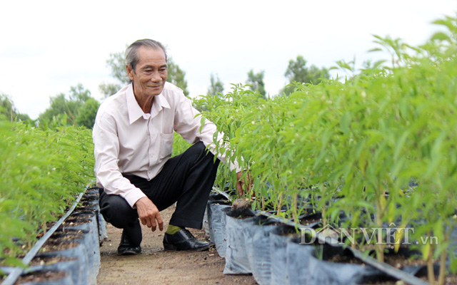 Xuất khẩu 10 tấn ớt hữu cơ trồng trên đất phèn sang Nhật, thu gần nữa tỷ - Ảnh 4.