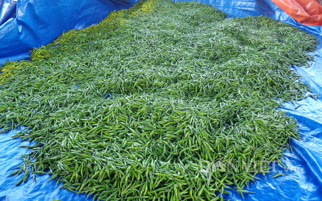 Xuất khẩu 10 tấn ớt hữu cơ trồng trên đất phèn sang Nhật, thu gần nữa tỷ - Ảnh 6.