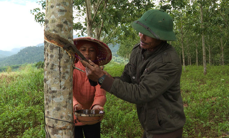 Phú Yên: Giá mủ cao su không ngừng tăng cao, nông dân phấn chấn, đến người đi cạo mủ cũng kiếm dăm trăm ngàn/ngày - Ảnh 1.